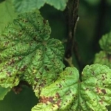 Kako se nositi s antraknozom na ribizli